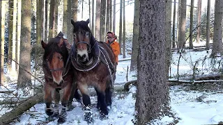 Stahování klád na Brdech - František Kratochvíl a jeho koně Míša a Max