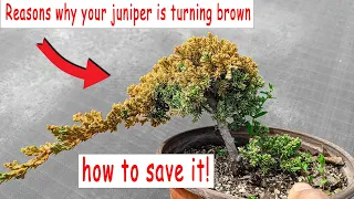Juniper bonsai turning brown, how to save it, check if it's still alive.