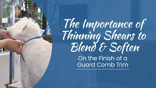 The Importance of Thinning Shears to Blend & Soften on the Finish of a Guard Comb Trim