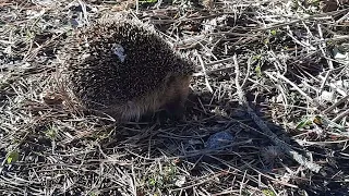 Der Igel genießt im Januar die Sonne.  The hedgehog enjoys in the January the Sun.