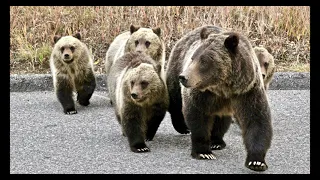 Wildlife Photography-Grizzly Bear 399 & 4 Cubs Best Still Shots-Jackson Hole/Grand Teton Park/Yellow