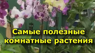 Самые полезные комнатные растения. По мнению ученых.