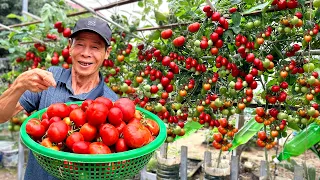 Smart Solution: Tomatoes Bear Fruit Non-stop When Applying This Trick