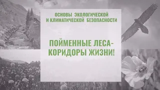 ПОЙМЕННЫЕ ЛЕСА – КОРИДОРЫ ЖИЗНИ!