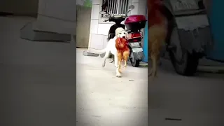 The end p4 #hàihước #shots #vuinhon #funny #dogs