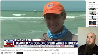 SPERM WHALE Beached IN Florida