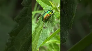 Листоїд трав'яний ( Chrysolina graminis ) біля Одри