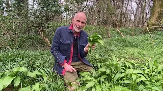 How to harvest wild garlic - a great fresh and free alternative to ordinary garlic