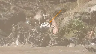 Zebra getting trampled in the Mara River
