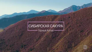 Сибирская сакура | Маральник 4К