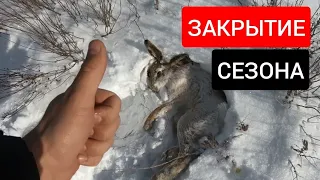 Закрытие сезона охоты на Зайца! Охота в Казахстане