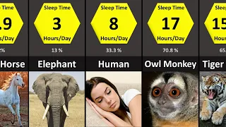 Animals that Sleep a Lot | Animals Sleep Time Comparison