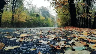 Звуки дождя для сна дождь в осеннем лесу (без грома)