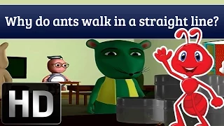 Why Do Ants Walk In A Straight Line? | Kids Video Show
