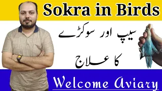 Sokra ka ilaj l Lovebird Sokra l پرندوں میں سوکڑے کا علاج l Welcome Aviary