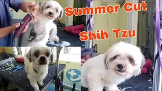 HOW TO DO A SHIH TZU IN SUMMER CUT | GROOMER STYLE