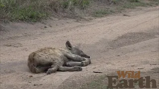 WildEarth - Sunset - 18 November 2021