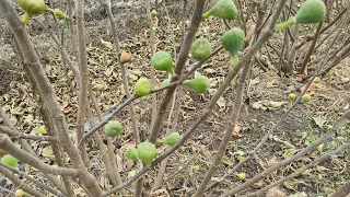 Что делать,если инжир не успел созреть?