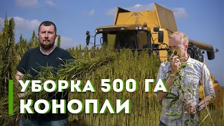 Масштабная уборка конопли на Черниговщине | Latifundist