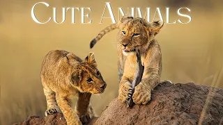 Baby Animals 4K - Amazing World Of Young Animals - Cute Moments of Baby Animals With Relaxing Music