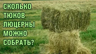 Сколько можно собрать тюков люцерны Джеа (Gea)