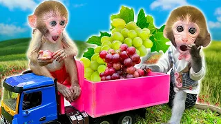 DoDo Baby Monkey's Adventurous Farm Journey | The Challenge of Being a Grape Harvest Driver