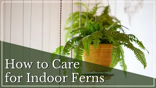 How To Care for Indoor Ferns | Indoor Fern Care Tips | Houseplant Fern Care Guide | Fern Care 101