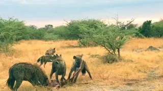 3 hyena's fight 13 wild dogs over kill