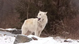 Alawa the Wolf Starts a Chorus of Howls