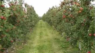 092612vlog - Fruiting Wall Topaz Apple