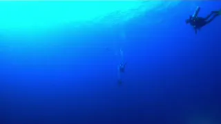 #shark #attacks  oceanic white tip shark 😱😱😱