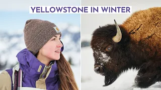 Surviving Winter in Yellowstone National Park *I can't believe we saw this!!*