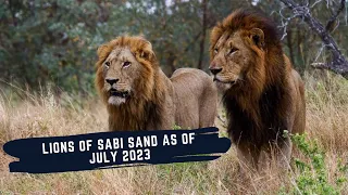 THE LIONS OF SABI SAND - LION DYNAMICS OF SABI SAND AS JULY 2023 - EPISODE 12
