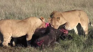 African Safari - Maasai Mara, Kenya