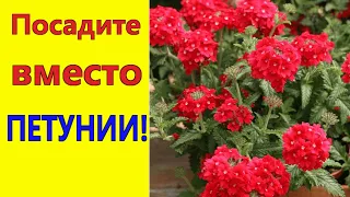 ПОСАДИТЕ вместо ПЕТУНИИ эти неприхотливые цветы! Они будут цвести все лето до осени.