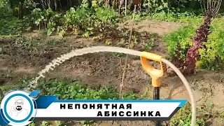 Абиссинка на странном водоносе // д. Жирово