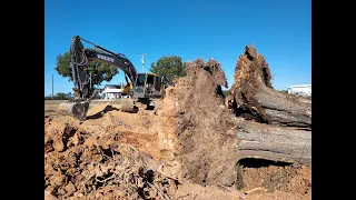 Taking Down My Biggest Tree Ever!