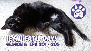 ICYMI Caturday! * Lucky Ferals S6 Episodes 201 - 205 * Cat Videos Compilation - Feral Kittens