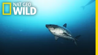 Alaska’s Deadly Sharks | Alaska's Deadliest