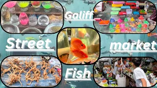 Recent Aquarium Fish Price Update | Galiff street Fish Market | Galiff Street new video 6th April