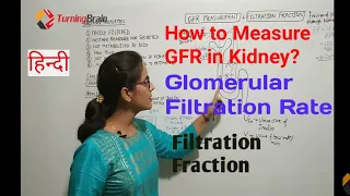 GFR Part 2/2: Inulin Clearance, Creatinine Clearance, Filtration Fraction