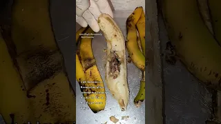 lab banana recovering