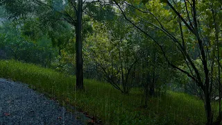 ✅聆聽公園迷人的雨聲入睡！ 【rain sounds】白噪音純雨聲，自然音樂助眠，大自然的聲音，下雨的聲音，無雷聲，學習，自習，睡眠，催眠曲，冥想，工作，下雨天環境音，耳鳴，焦慮 ，憂鬱症，失眠