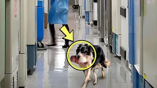 "Un perro de repente corrió hacia el hospital. La enfermera empezó a llorar cuando vio la razón."