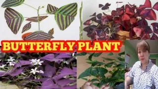OXALIS PLANT VARIETIES WITH NAME/BUTTERFLY PLANT.