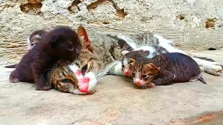 Mother Cat is Trying to Survive and Kittens Cry for Help. Hope a Miracle Happens