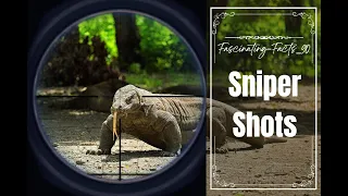 Sniper kills Komodo Dragon || Sniper shoot #viralvideo #nationalgeographic #youtubevideo