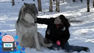 Wolf nähert sich Frau und setzt sich zu ihr, aber schau, was als nächstes passiert