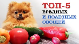 ТОП 5 самых опасных овощей. Какие овощи можно собаке? Подборка из 10 овощей