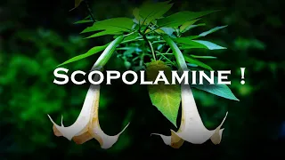 Scopolamine - World's Most Dangerous Drug !